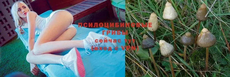 Псилоцибиновые грибы Psilocybine cubensis ссылка на мегу онион Белогорск купить наркотики цена