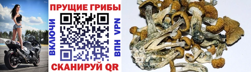 Галлюциногенные грибы Magic Shrooms  купить наркотик  Белогорск 